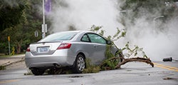 Tree on Car